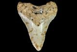 Fossil Megalodon Tooth - North Carolina #108901-1